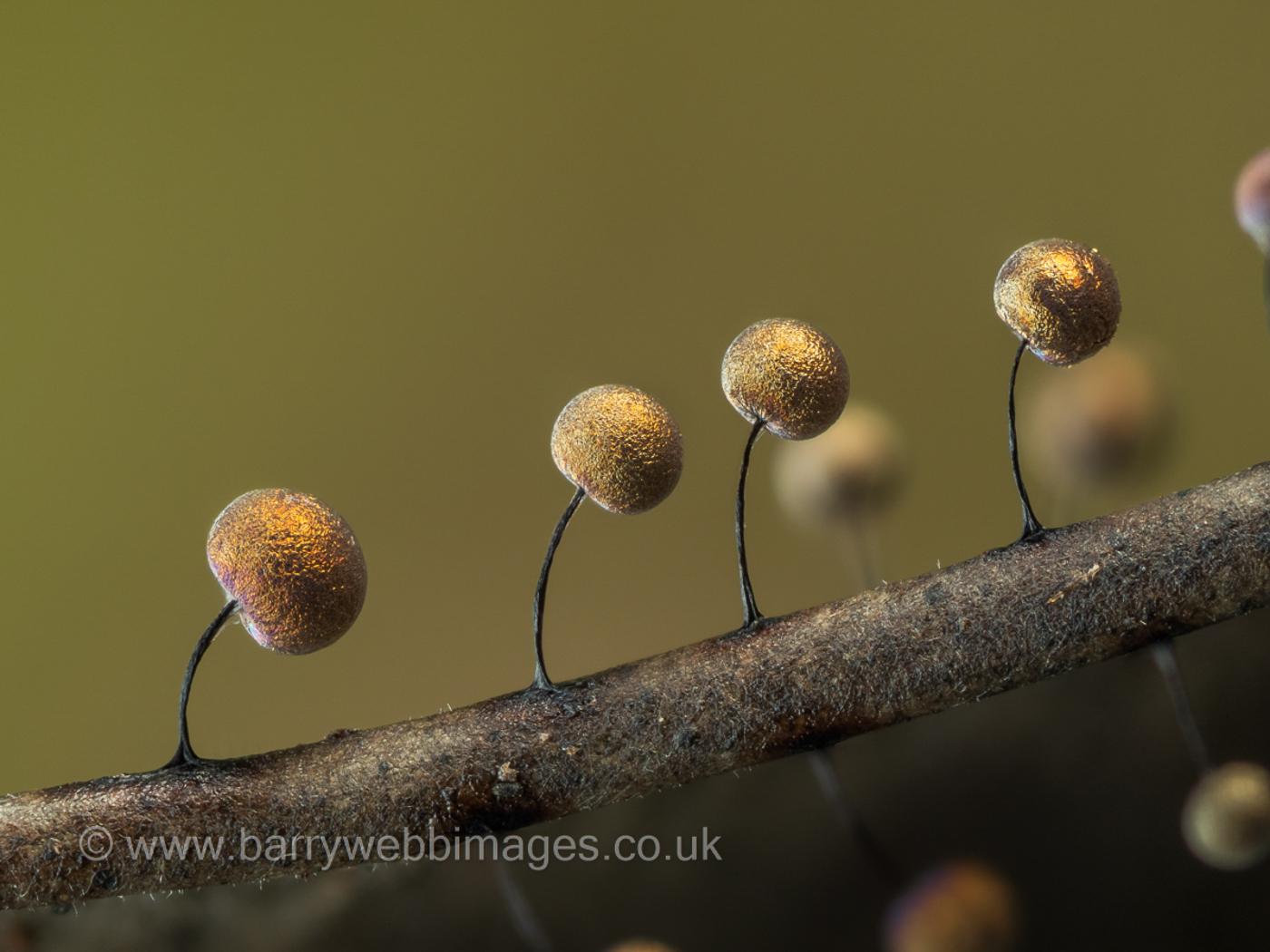Photo © Barry Webb Lamproderma scintillans by Barry Webb